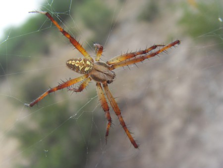 Araña argiope (Argiope aurantia)